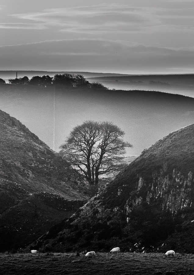 Hadrians Wall Sycamore Gap-3 - Nov 2020 - Angus Reid
